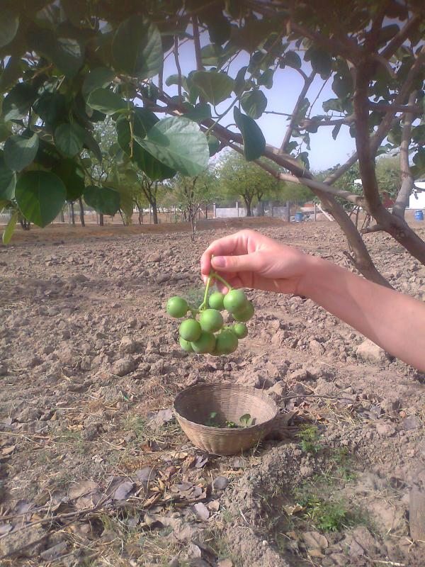 GUNDAS BEING HARVESTED FOR LUNCH